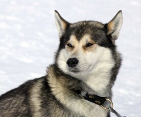 狗