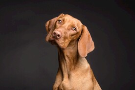 狗