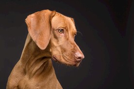 狗