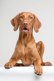 狗