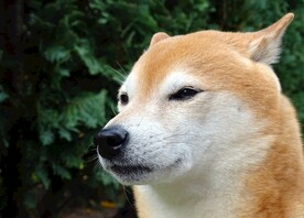狗