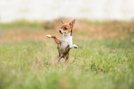 狗