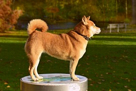 狗