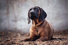 狗
