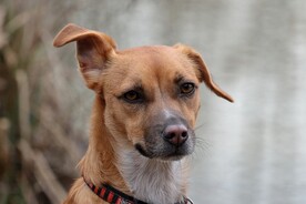 狗