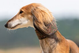 狗