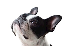 狗