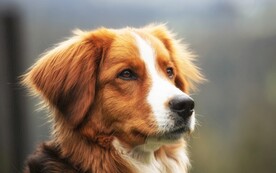 狗