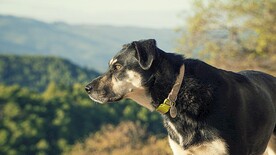 狗