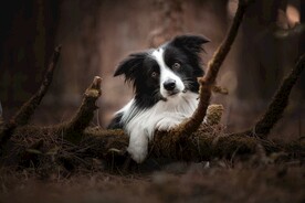 狗