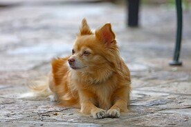 狗