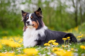 狗
