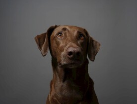 狗