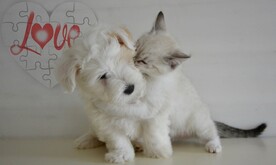 小猫小狗