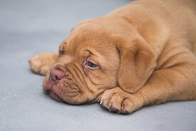 狗