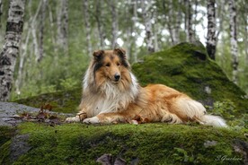 狗