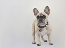 狗