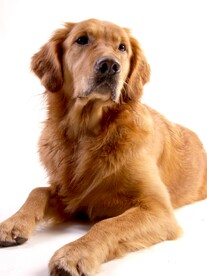 狗