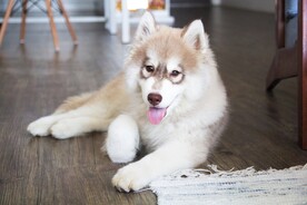 狗