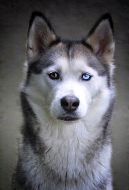 狗