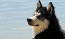 狗