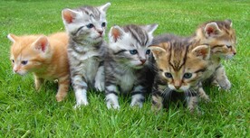 猫