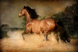 骏马