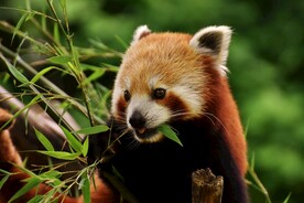 小熊猫