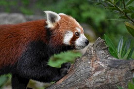 小熊猫
