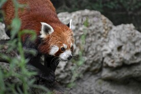 小熊猫