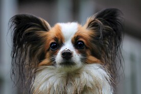 狗