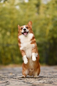 狗