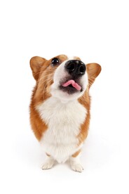 狗