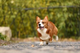 狗