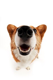 狗