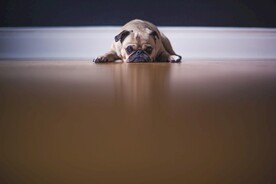 狗