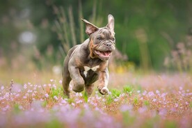 狗