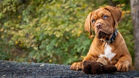 狗