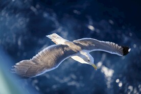海鸥