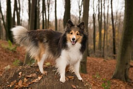 狗