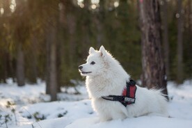 狗