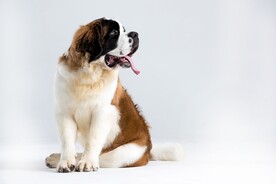 狗