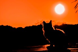 猫