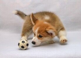 狗