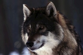 狼