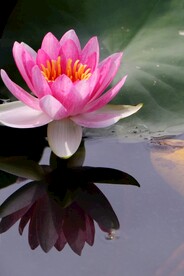 睡莲
