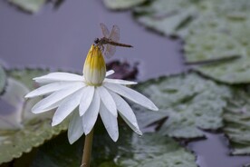 睡莲
