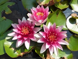 睡莲