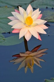 睡莲