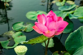 荷花